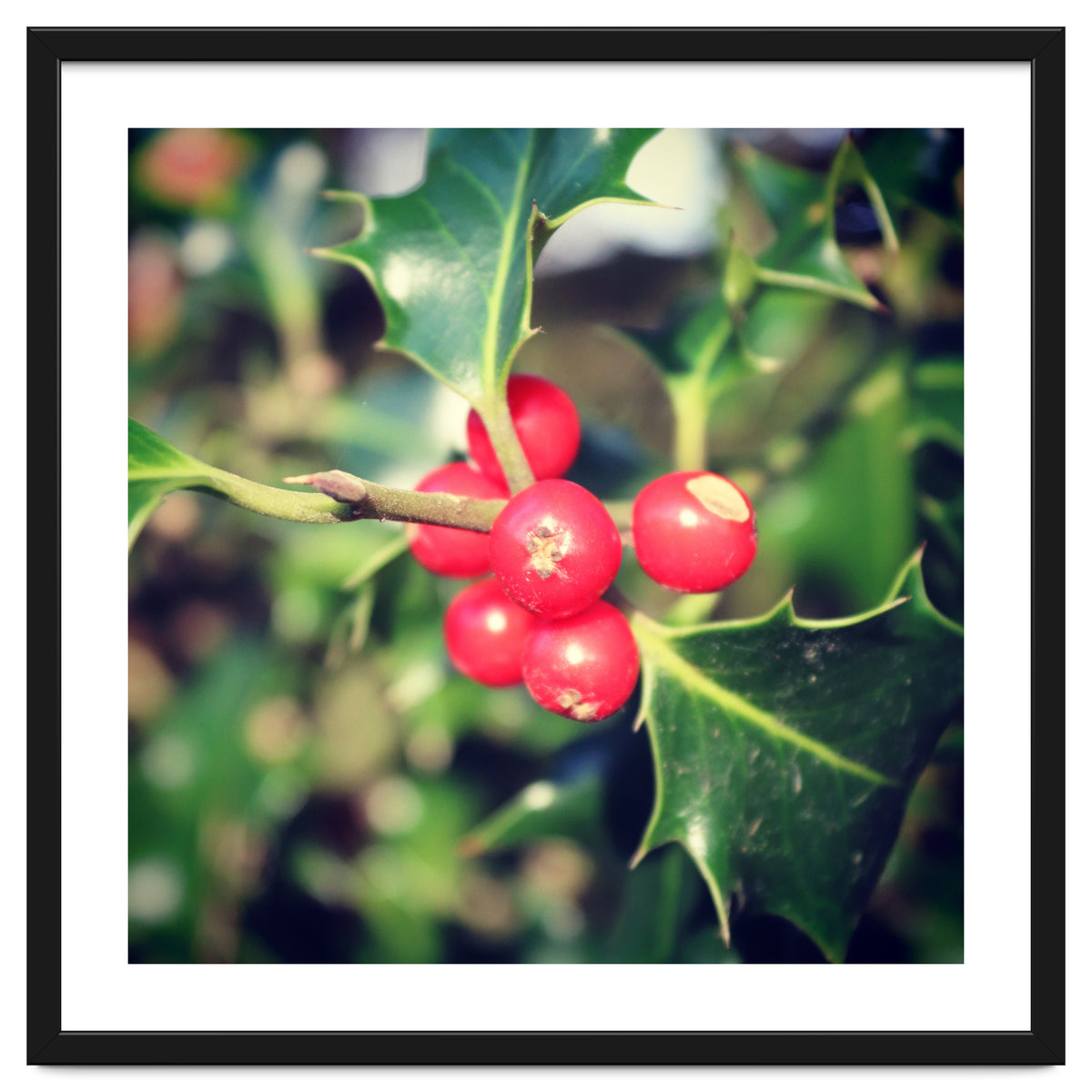 Holly berries