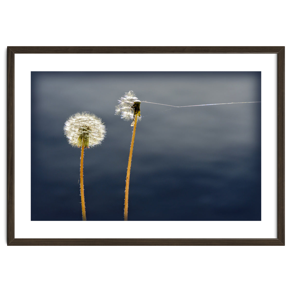 Common dandelions