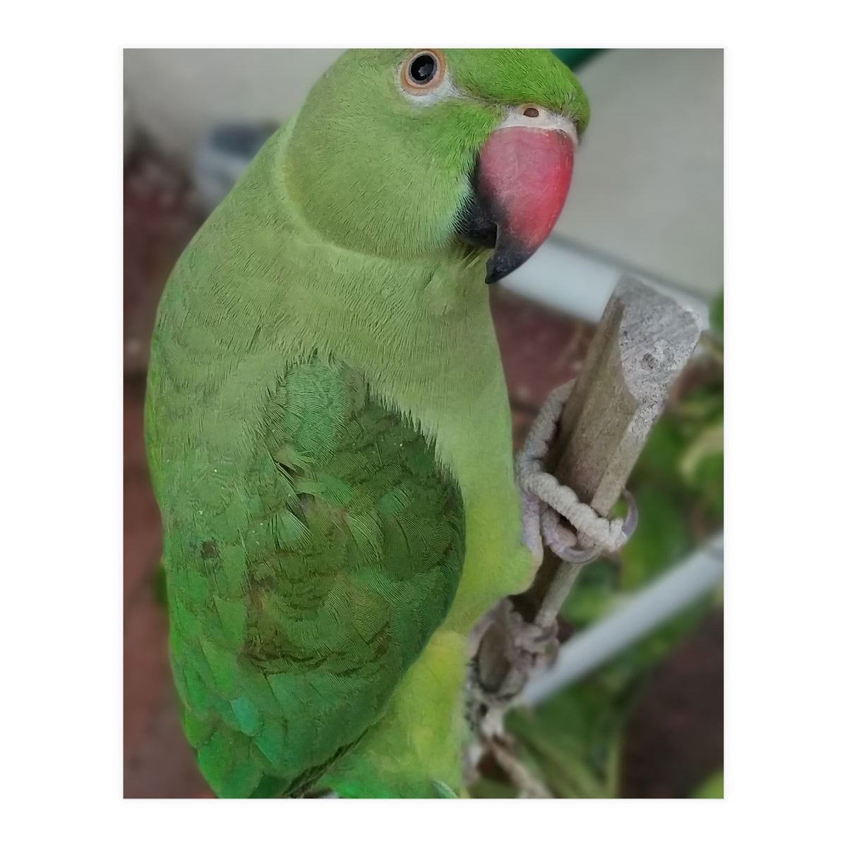 Lucky Indian Parakeet (Print Only)