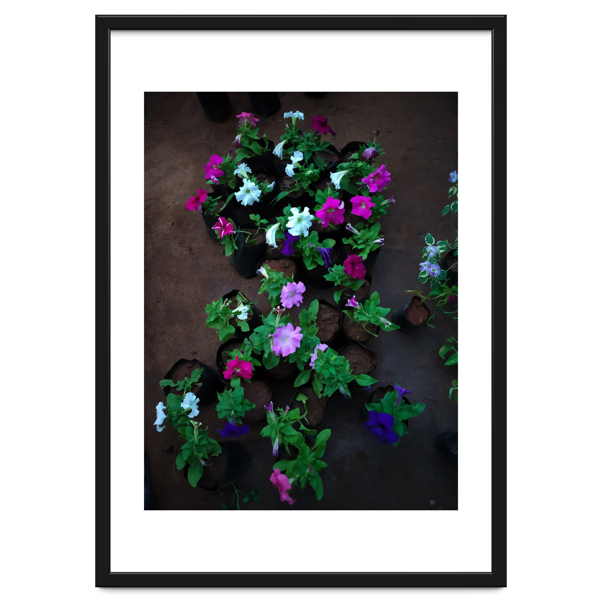 Beautiful Flower Garden