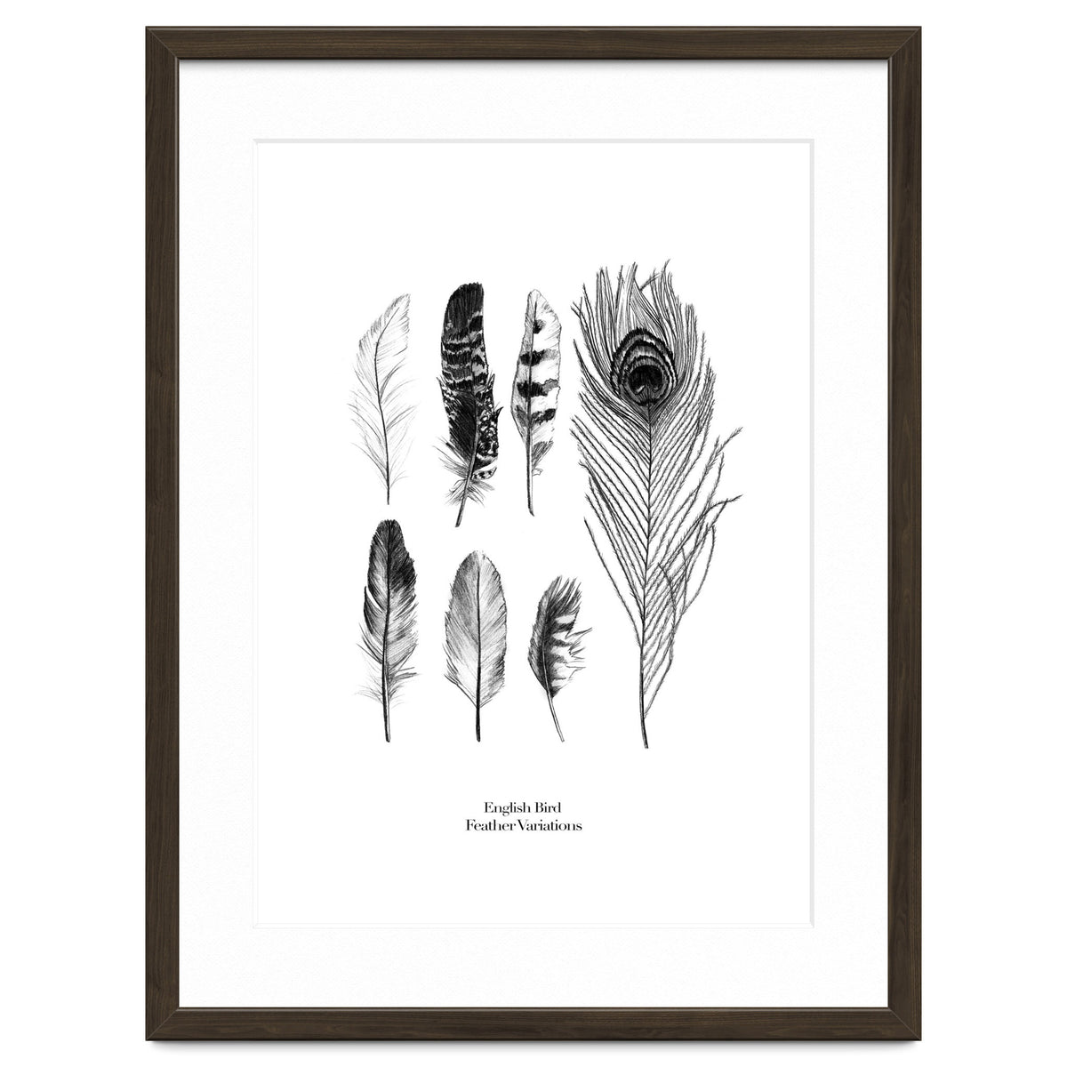 English Feather Variations