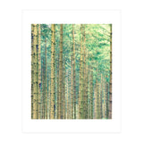 Locked In The Woods (Print Only) thumbnail
