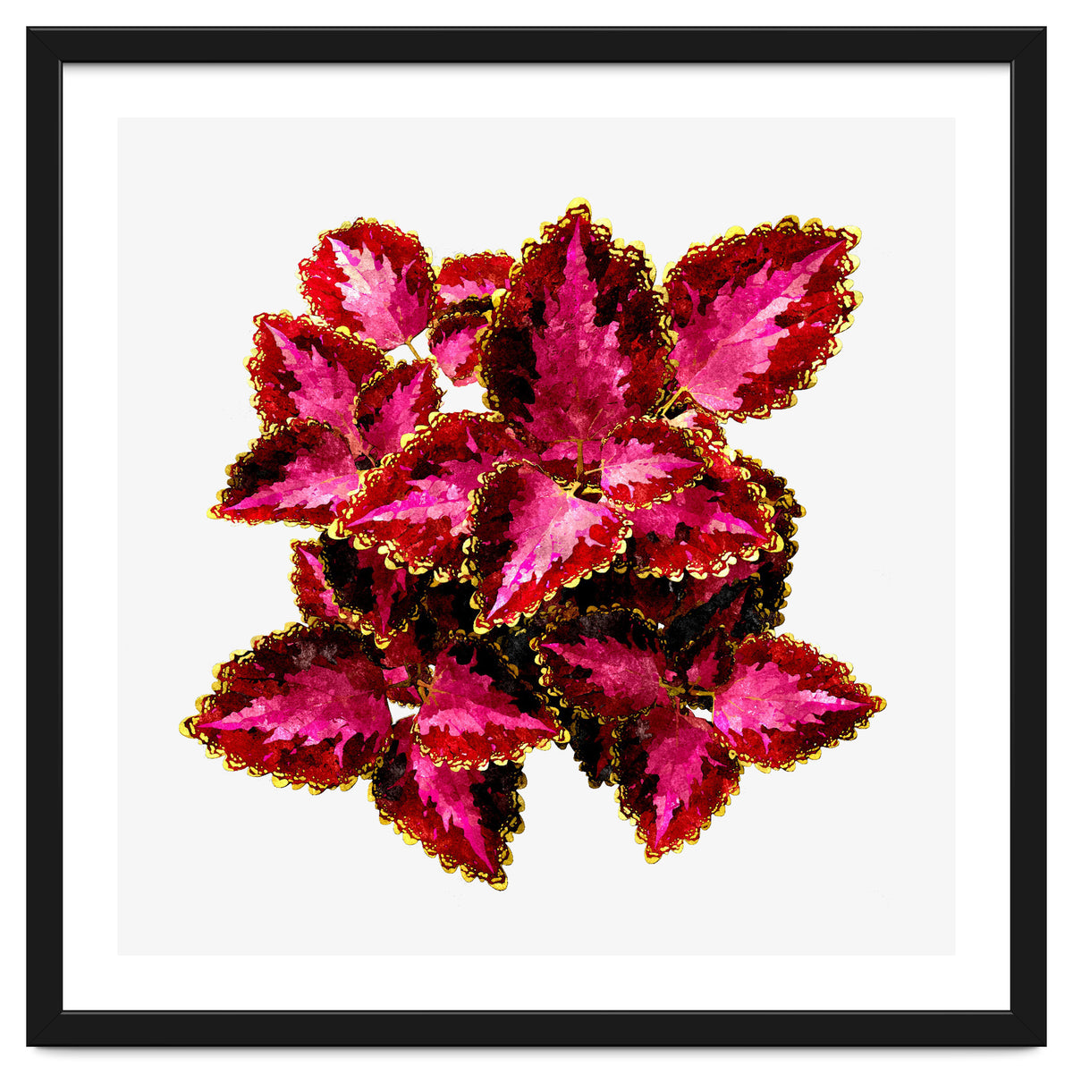 Indian Coleus