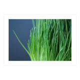 Chives (Print Only) thumbnail