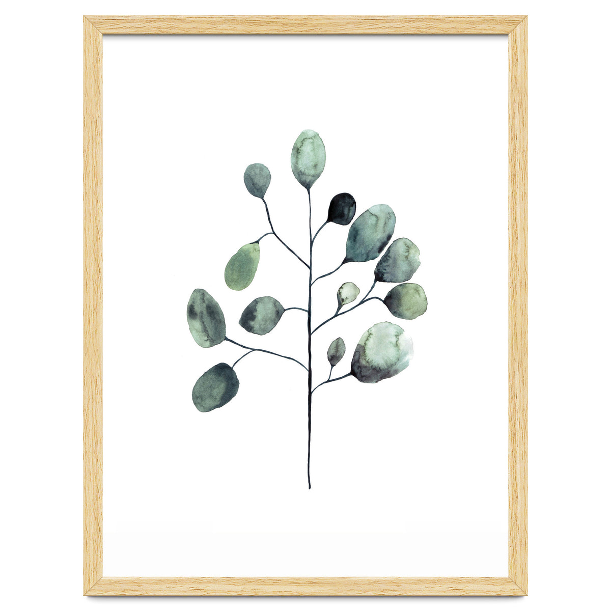 Botanical Illustration Eukalyptus