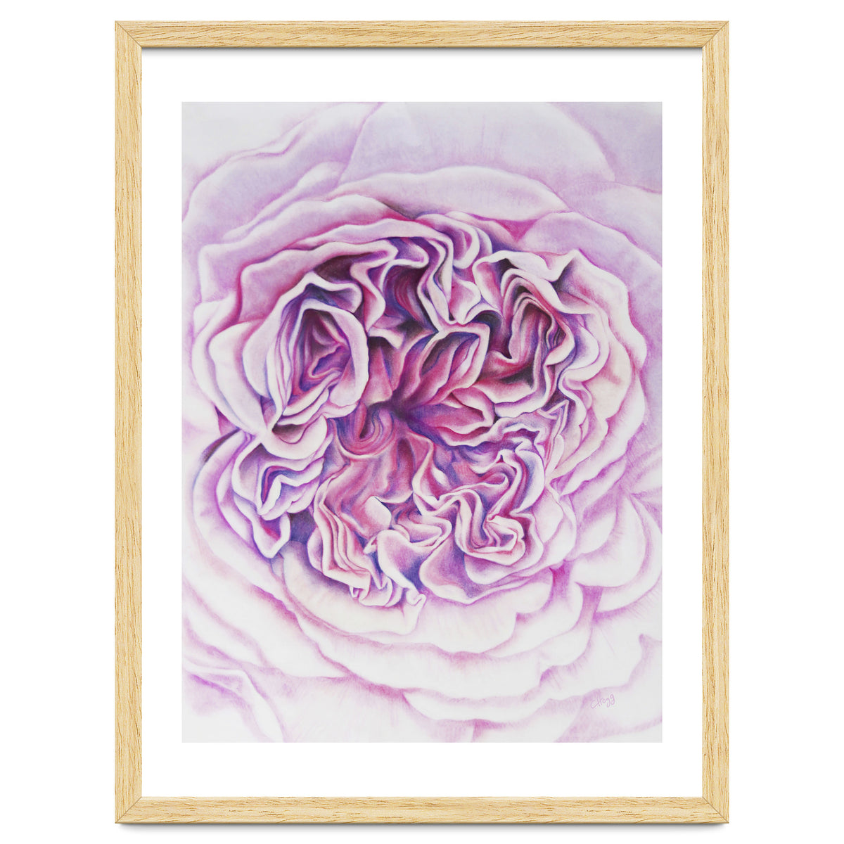 A Rose Is A Rose Std