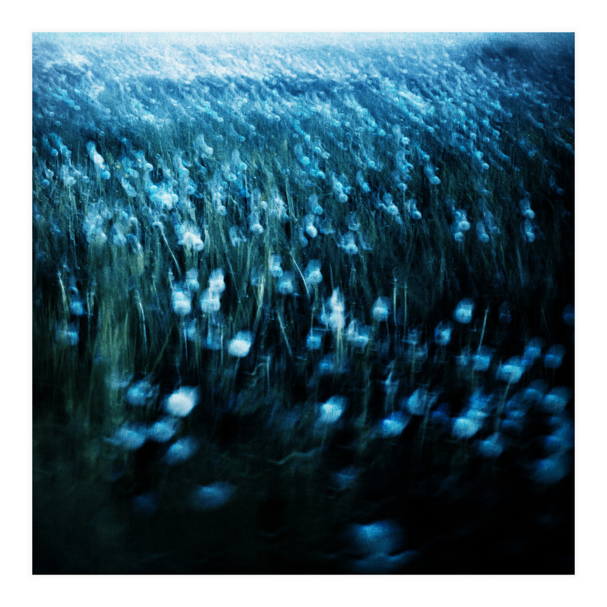 dandelion meadow (Print Only)