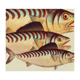 Fish Classic Designs 8 (Print Only) thumbnail