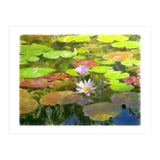 Floating in the water (Print Only) thumbnail