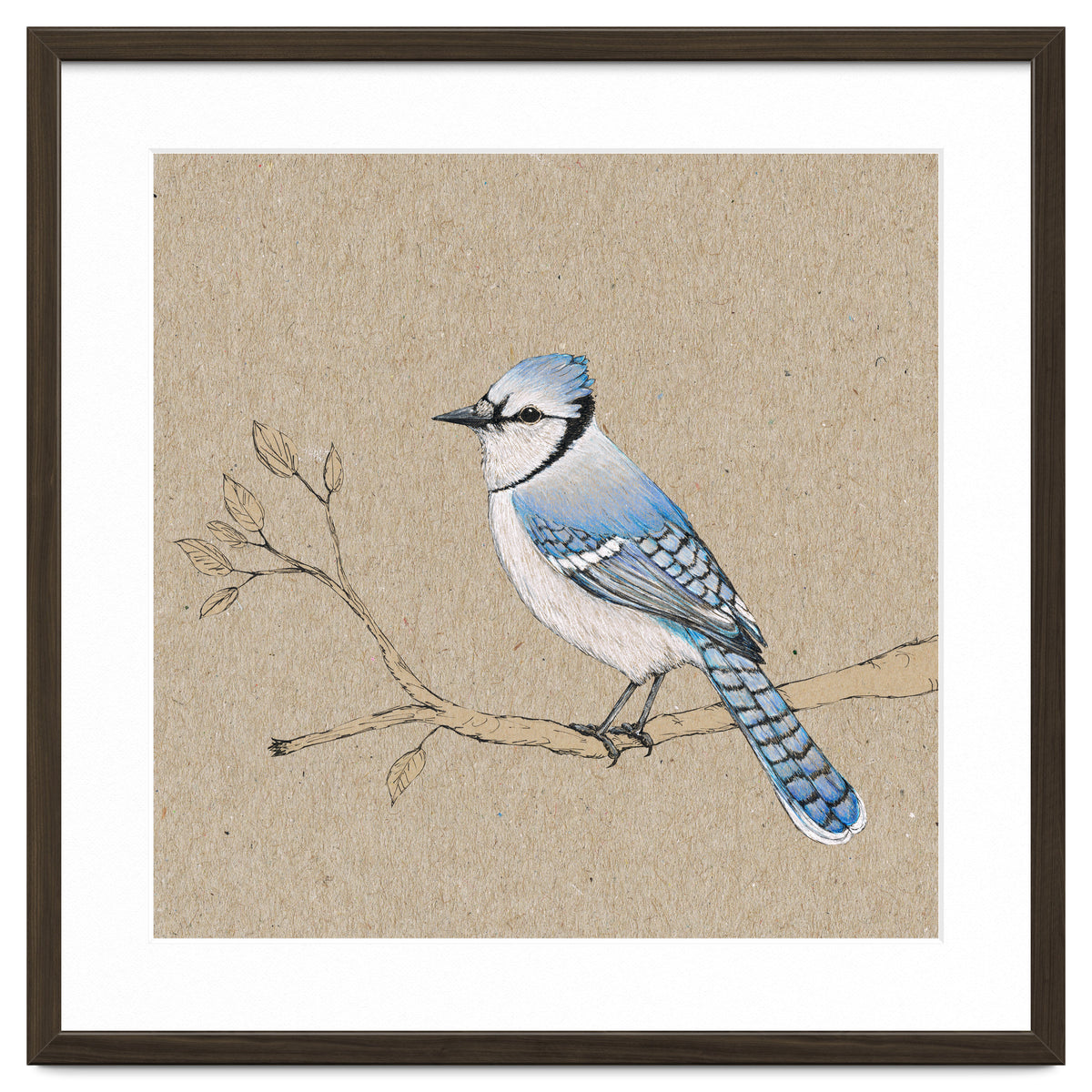 Blue jay