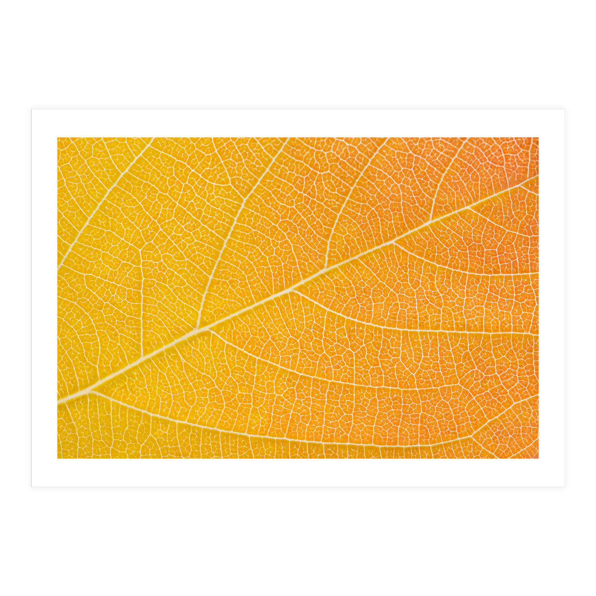 Autumn Leaf (Print Only)