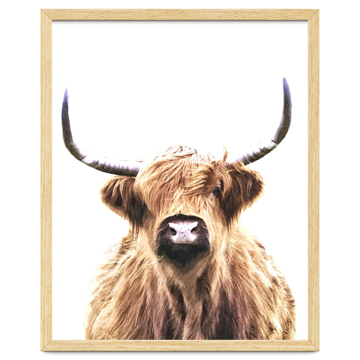 Highland Cow Portrait