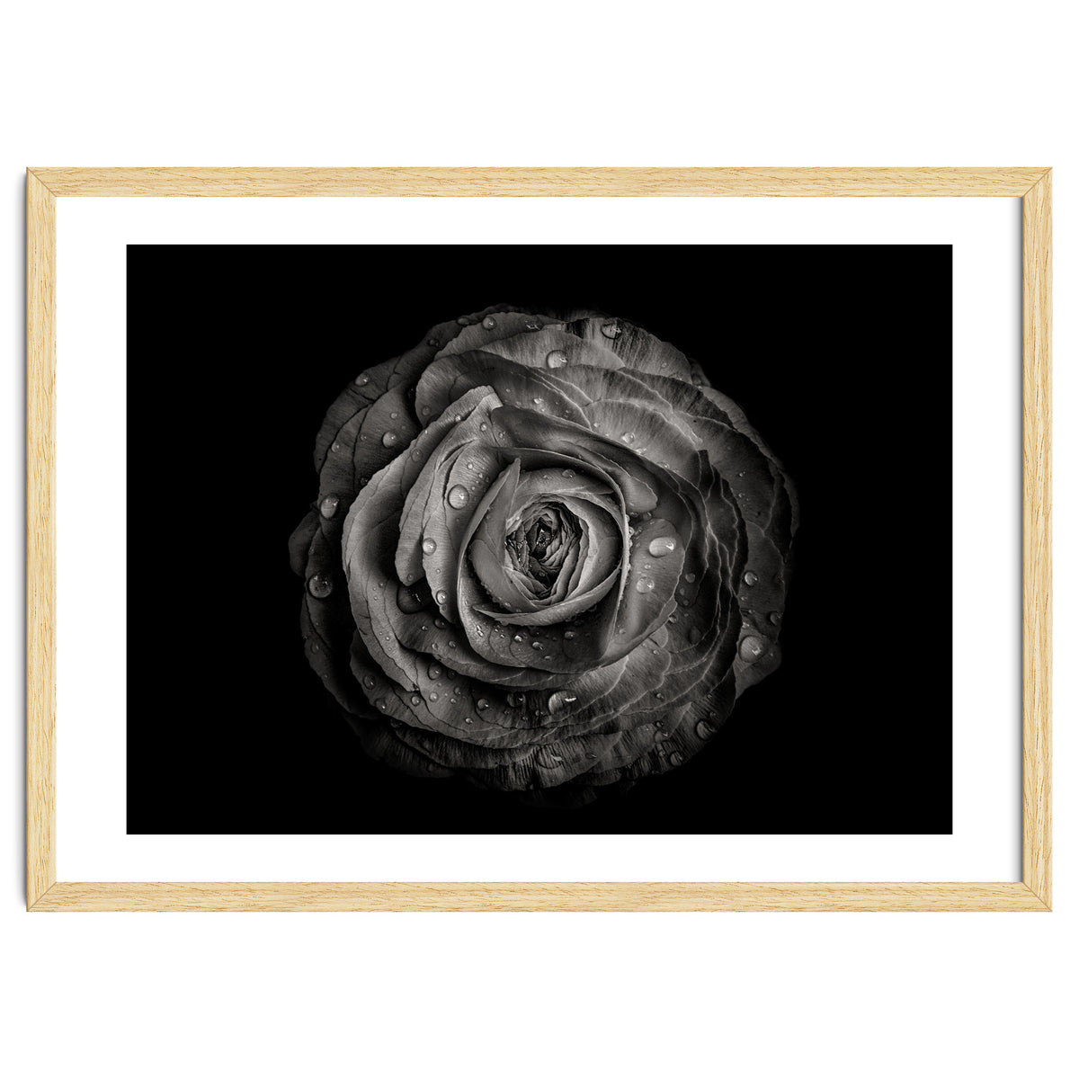 Backyard Flowers In Black And White 72