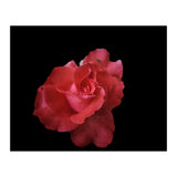 Coral Rose (Print Only) thumbnail