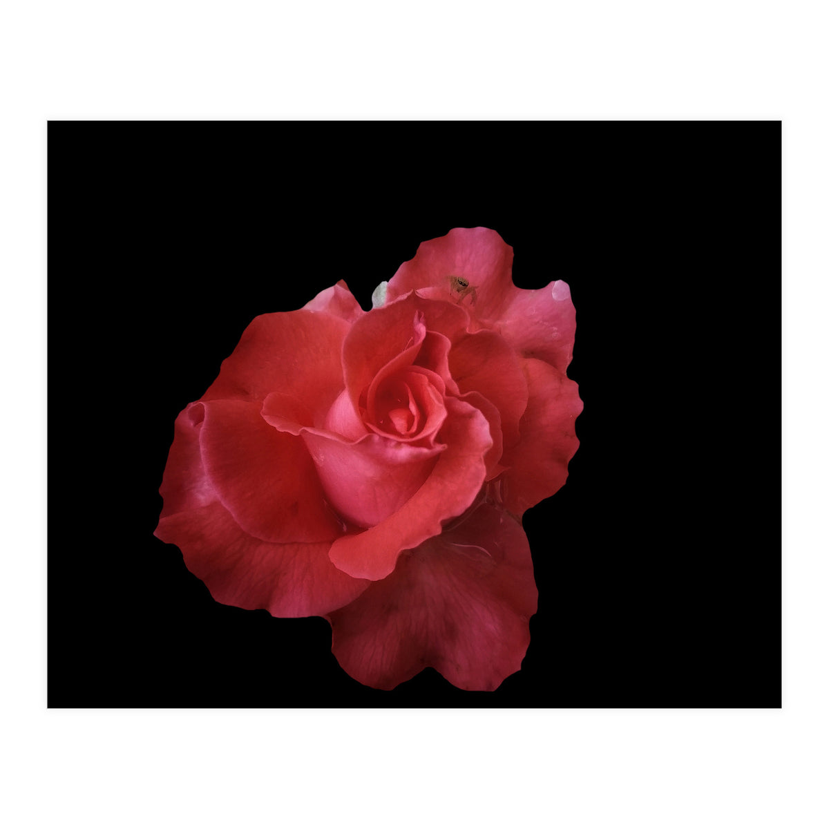 Coral Rose (Print Only)