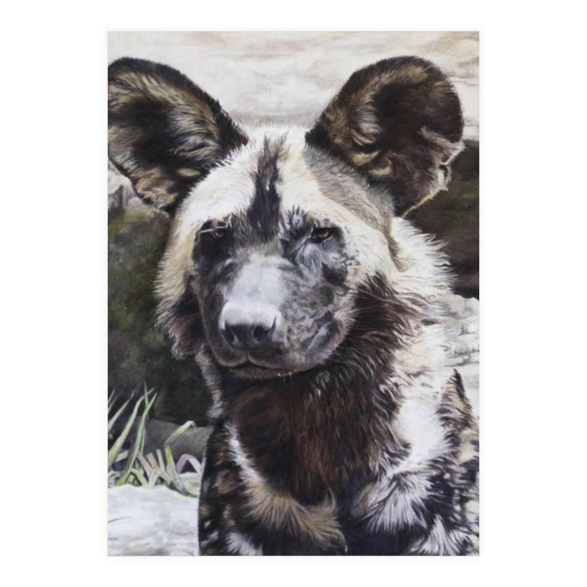 African Painted Dog II (Print Only)