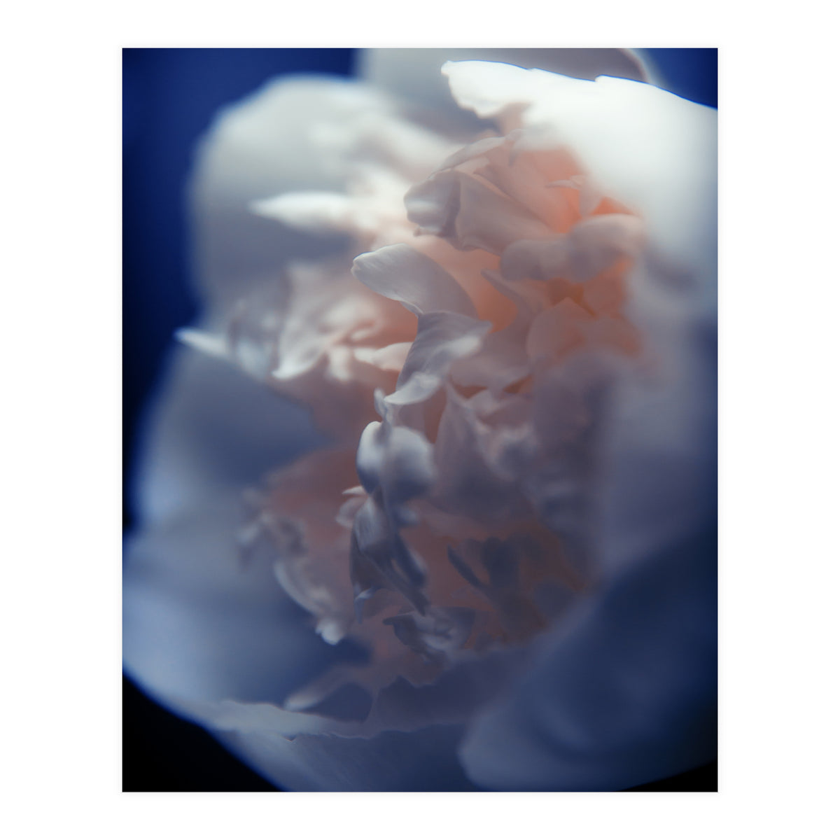 White Peony (Print Only)