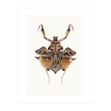 Cc Insects 06 (Print Only) thumbnail