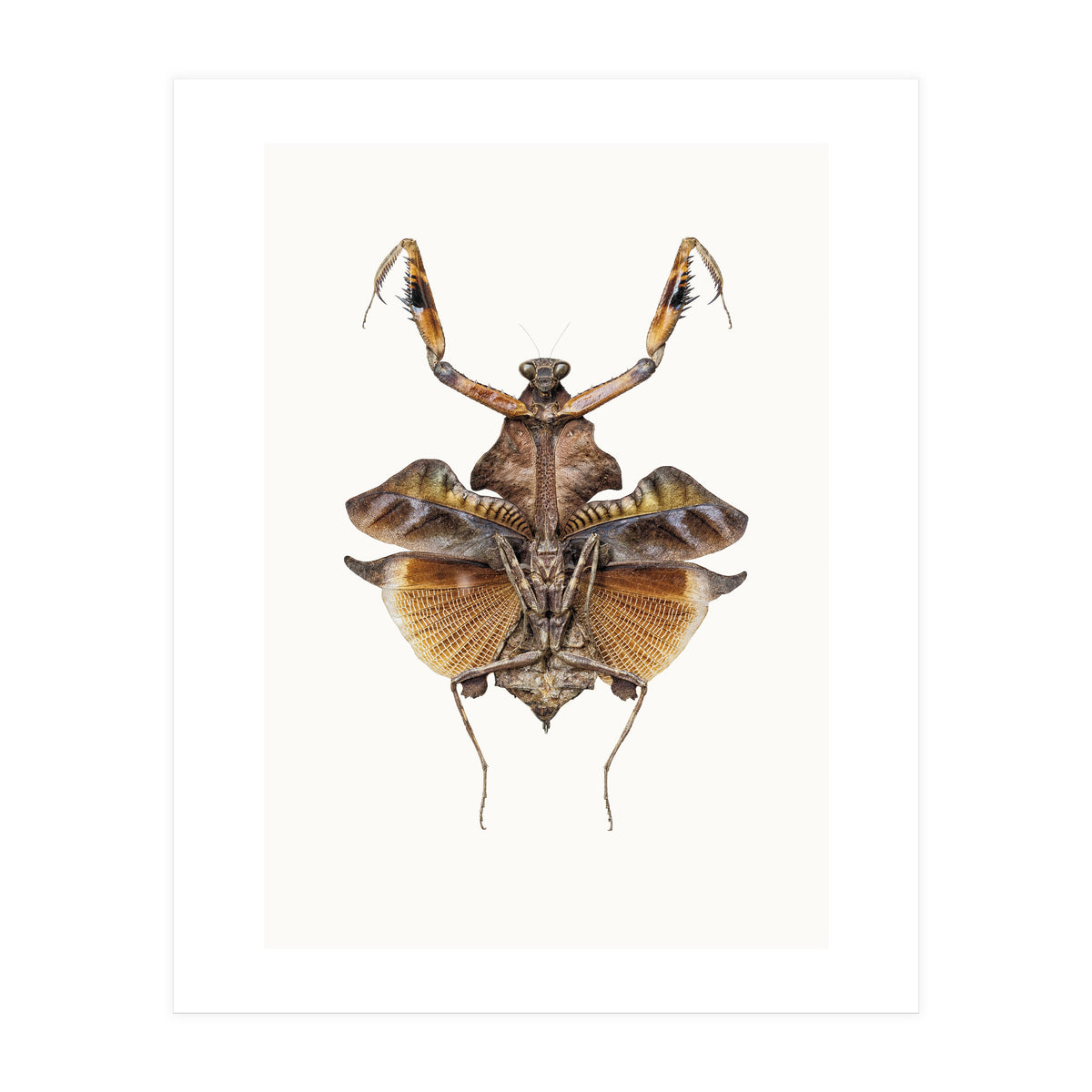 Cc Insects 06 (Print Only)