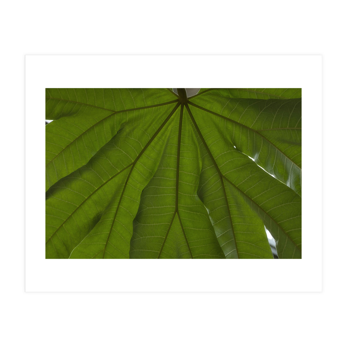 Hothouse (Print Only)