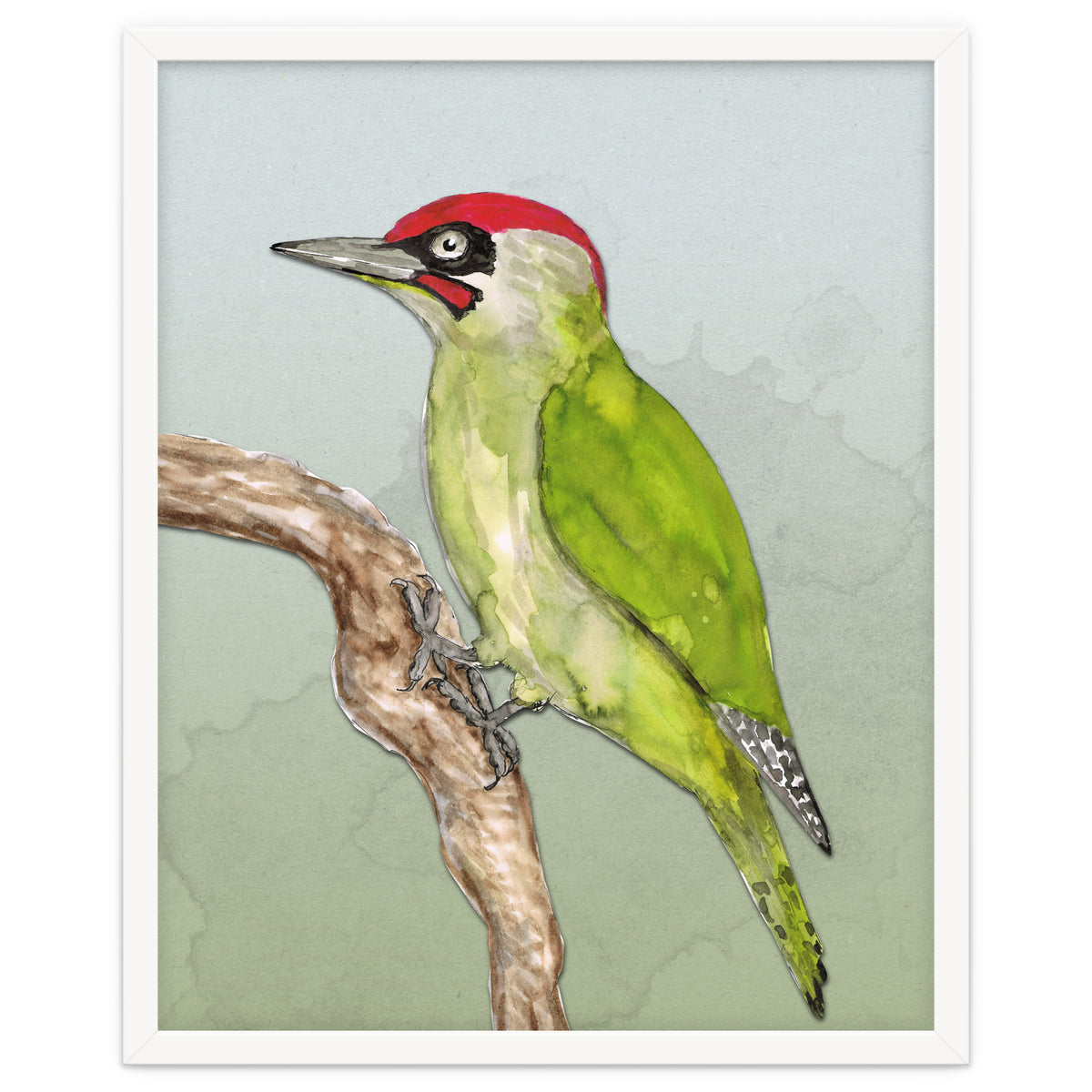 Green woodpecker
