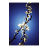ALMOST BLUE (Print Only) thumbnail