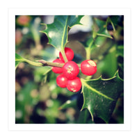 Holly berries  (Print Only)