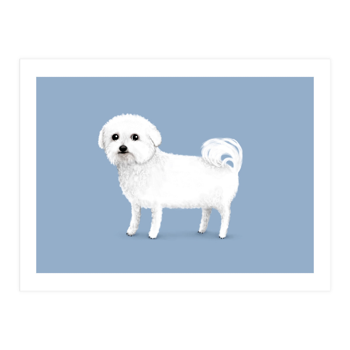 Bichon Frise (Print Only)