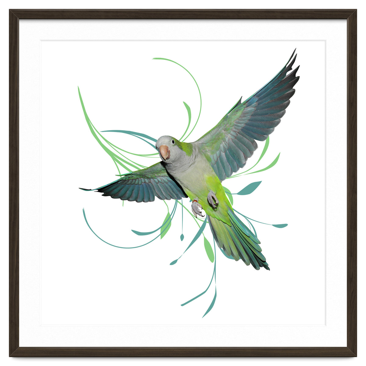 Flying quaker parrot