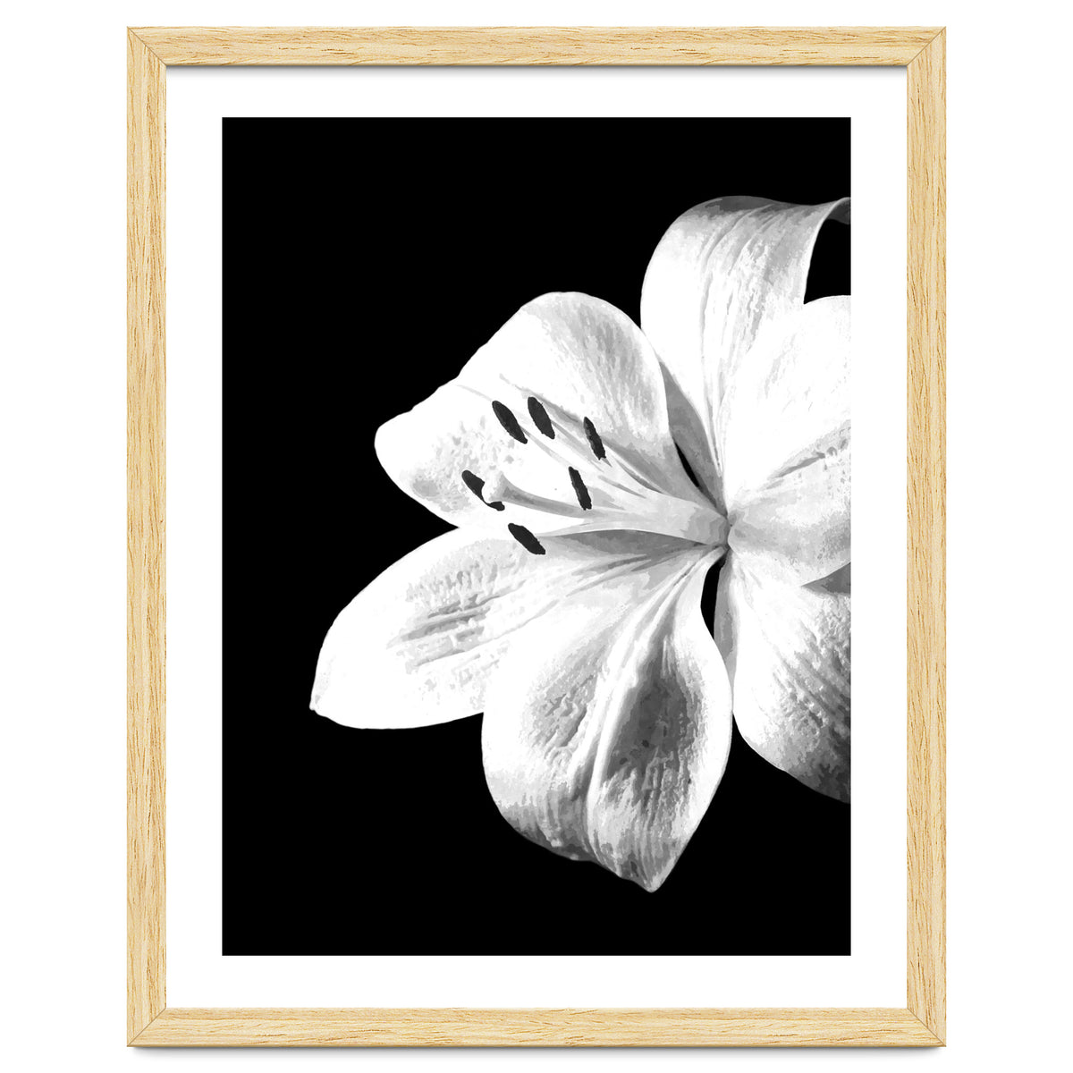 White Lily Black Background