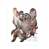 Owls Of The Northeast (Print Only) thumbnail