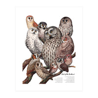 Owls Of The Northeast (Print Only)