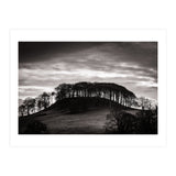 Trees in Silhouette (Print Only) thumbnail