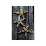 Starfishes in wooden (Print Only) thumbnail