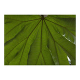 Hothouse (Print Only) thumbnail