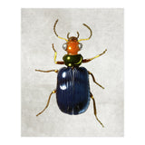 animal (Print Only) thumbnail