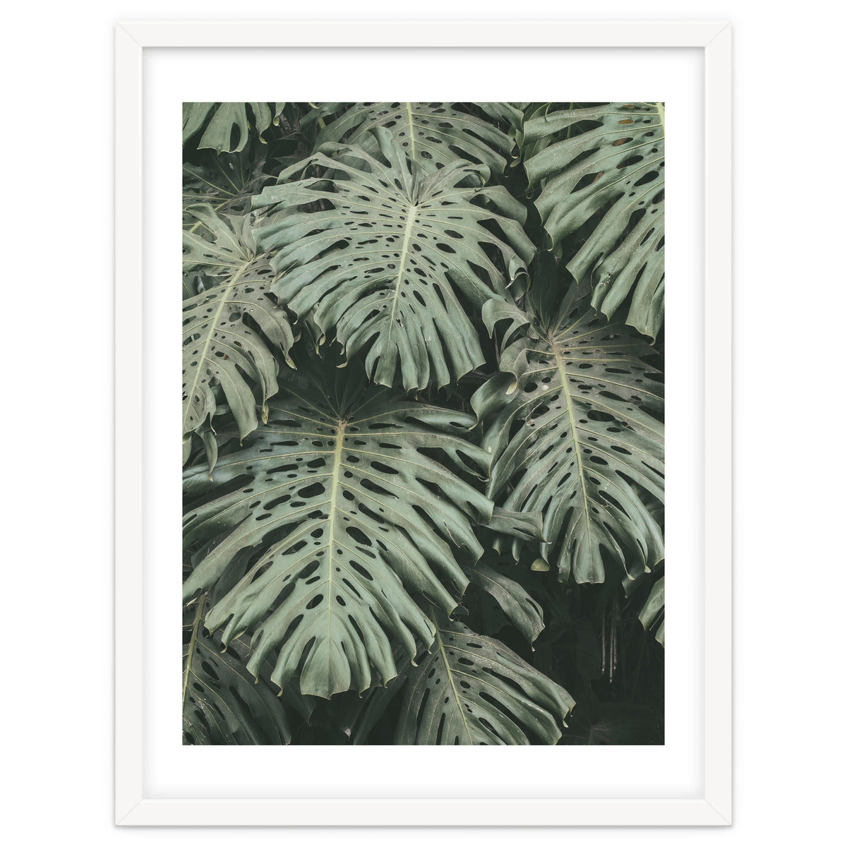 MONSTERA LEAVES