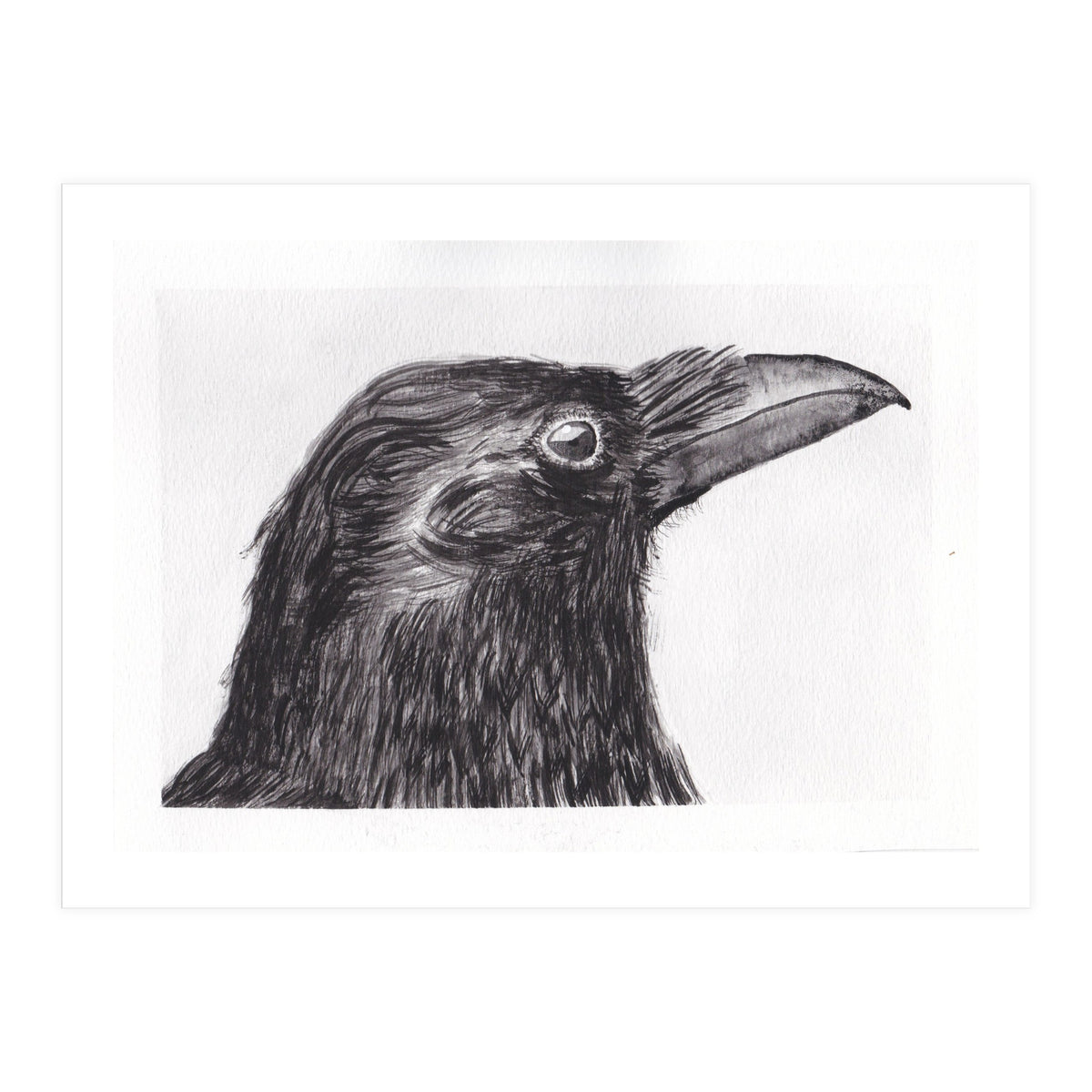 Crow (Print Only)