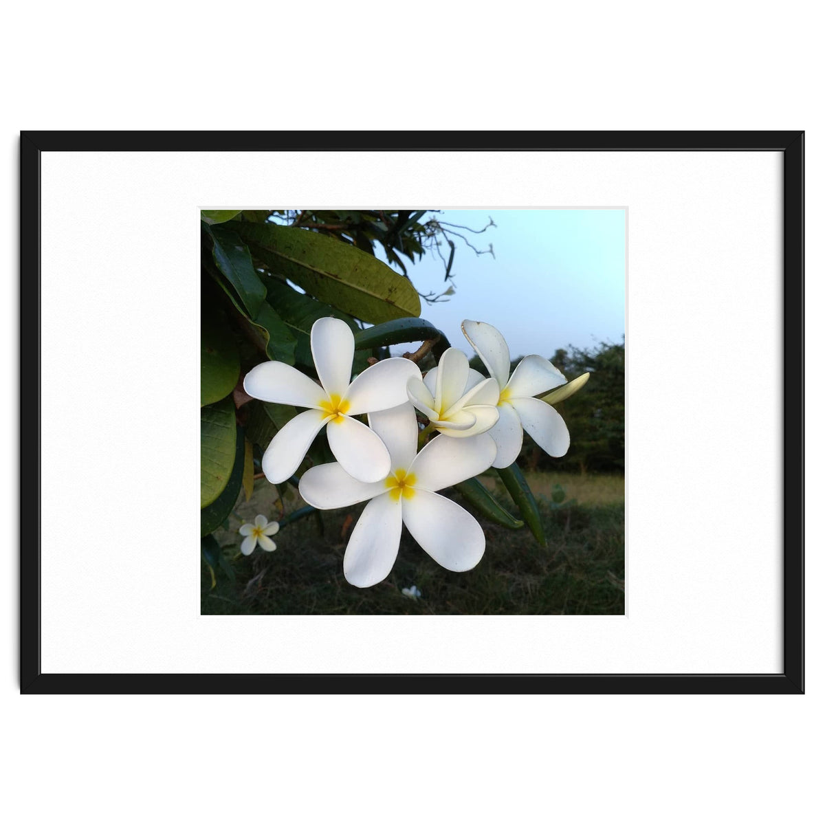 Frangipani