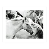 Horses (Print Only) thumbnail