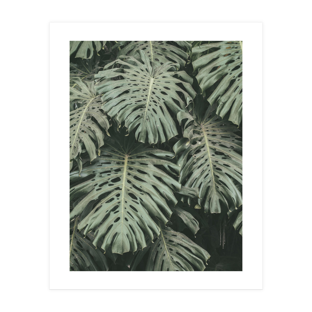 MONSTERA LEAVES (Print Only)