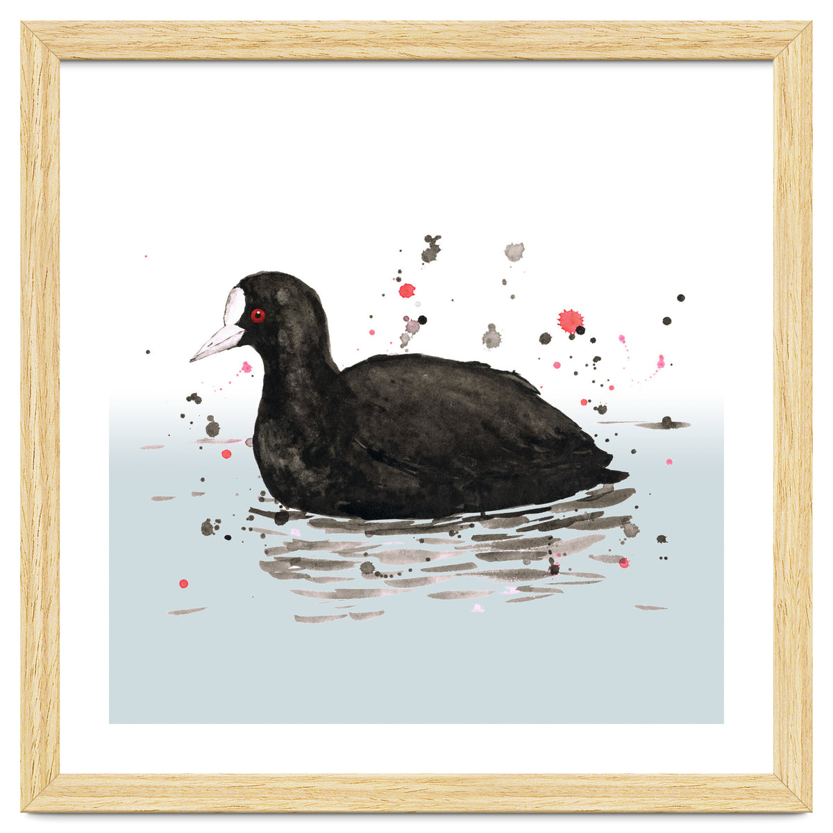 Common coot
