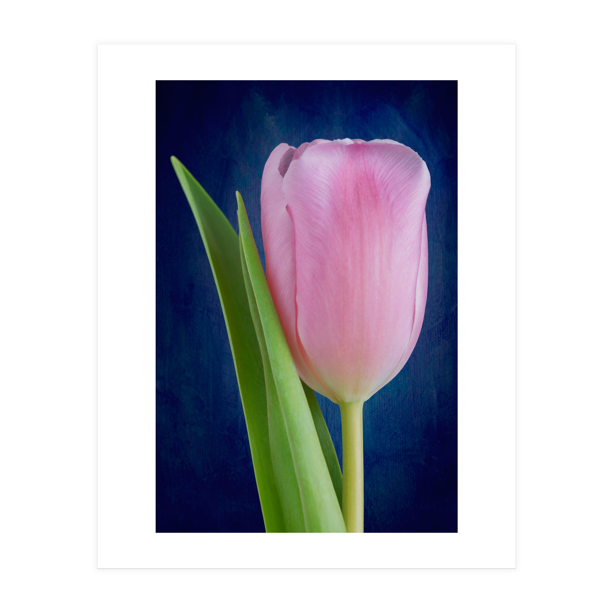 Tulip (Print Only)