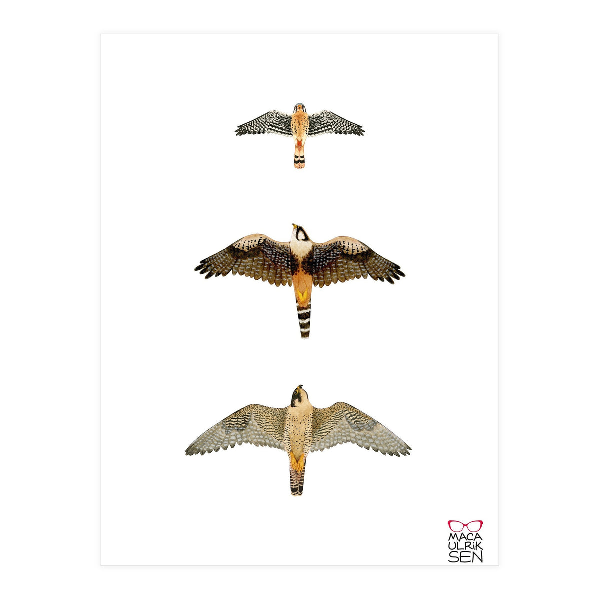 Falconidae n.1 (Print Only)