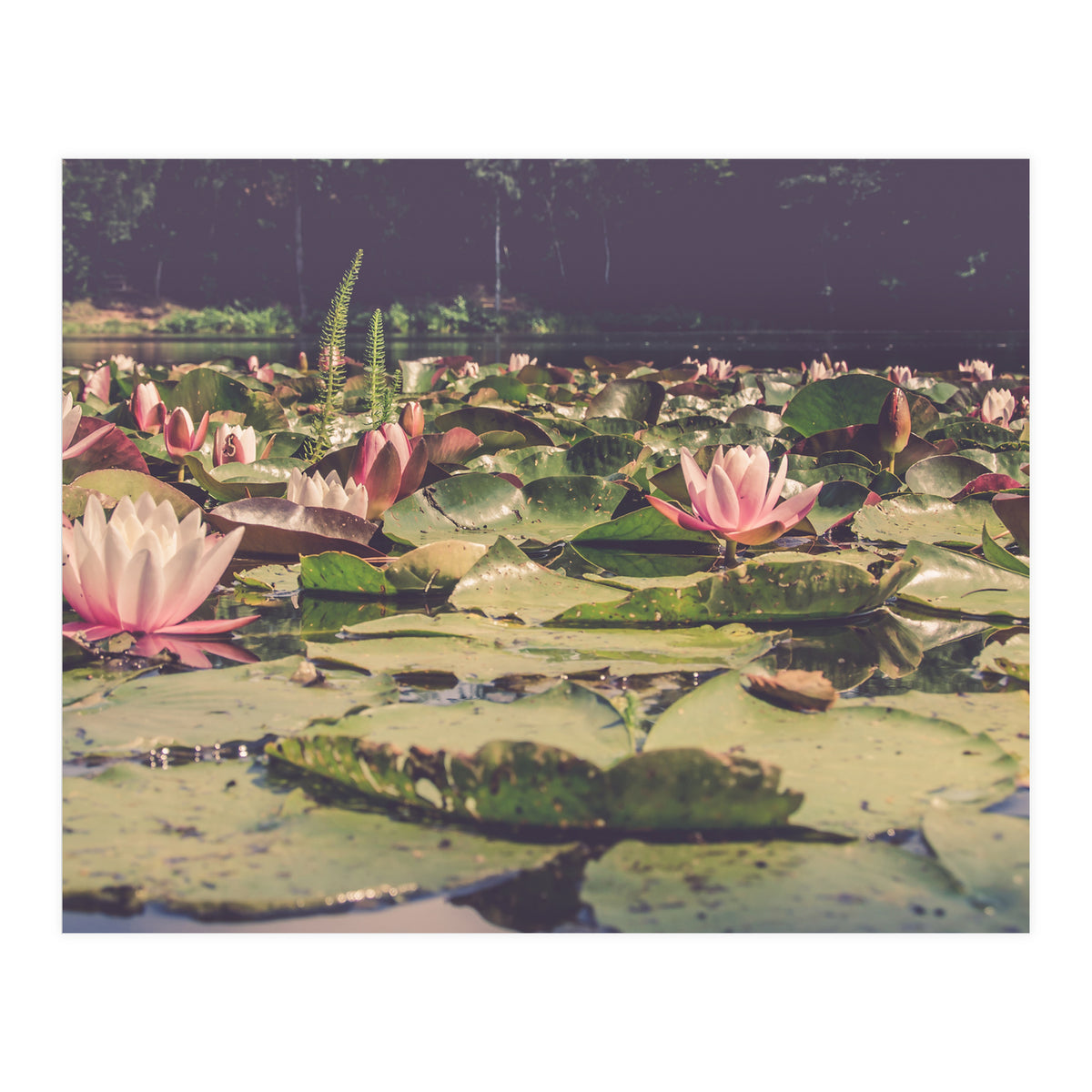 Waterlilies (Print Only)