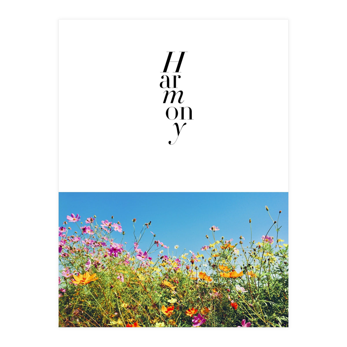 Harmony - cosmos flower - nature photography  (Print Only)