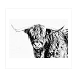 Highland bull (Print Only) thumbnail