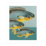 Fish Classic Designs 12 (Print Only) thumbnail