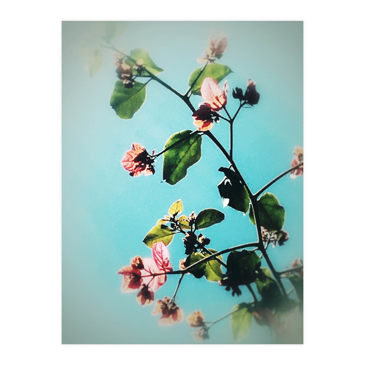 BLOOM & BEAUTY (Print Only)