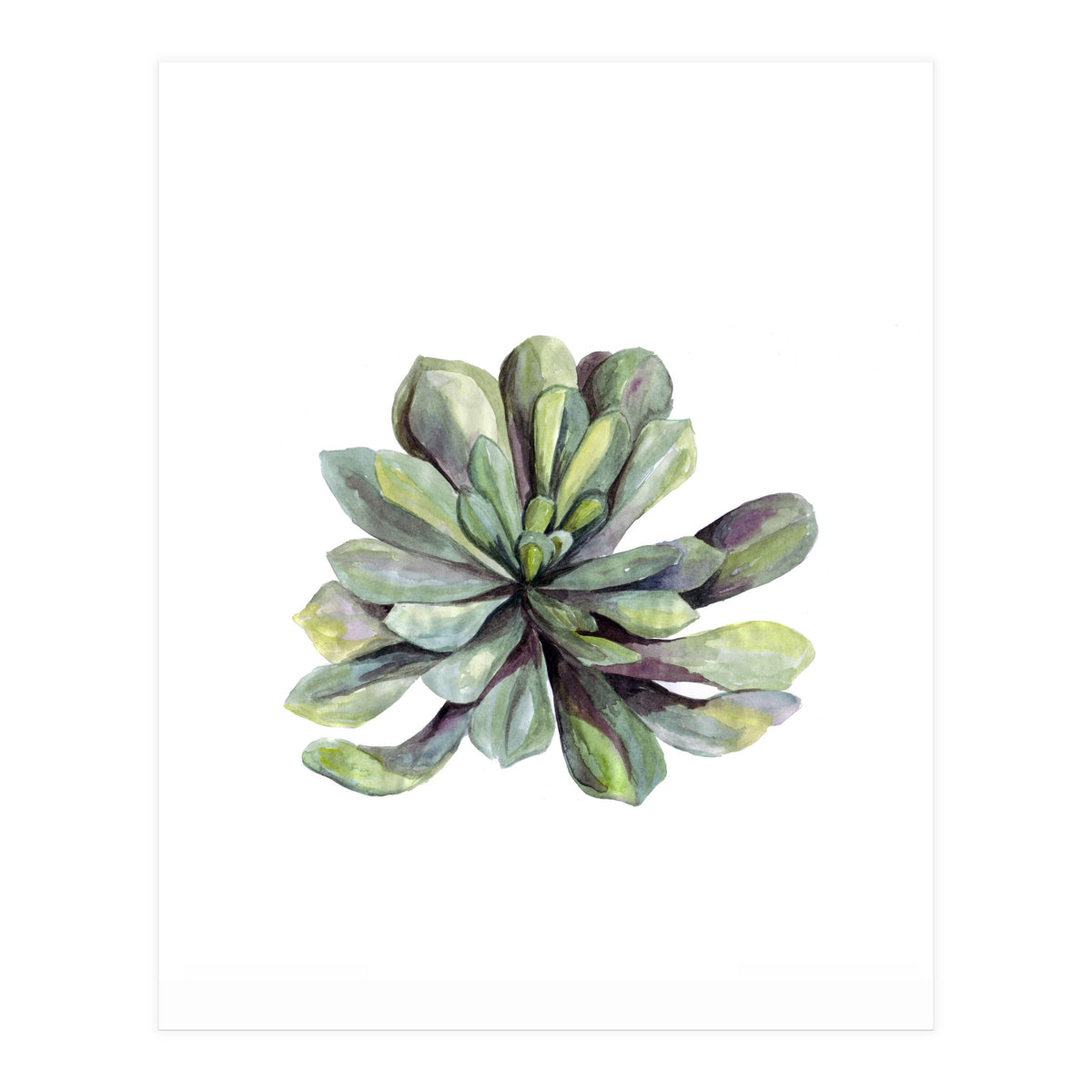 Botanical Illustration Succulent (Print Only)